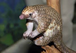 Drawings cute tattoos pangolin rock art animals and pets animals moose art cute creatures art. The Official White House Tumblr