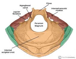 Each fossa contains specific foramina, through which various anatomical structures pass through. Cranial Foramina Foramen Ovale Skull Teachmeanatomy