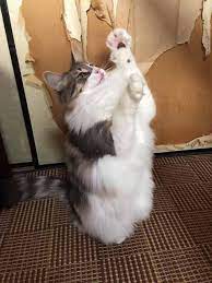 猫を飼う上で問題になるもののひとつ 猫の爪とぎ どのようにしてしつければいいのか そしてどんなアイテムが出ているのか 猫の爪とぎ対策をお教えします 子猫 猫 猫のおしっこ