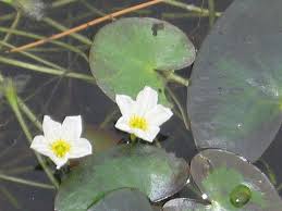 Image result for Nymphoides brevipedicellata