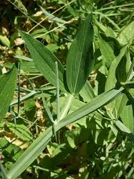 Image result for Lathyrus hirsutus