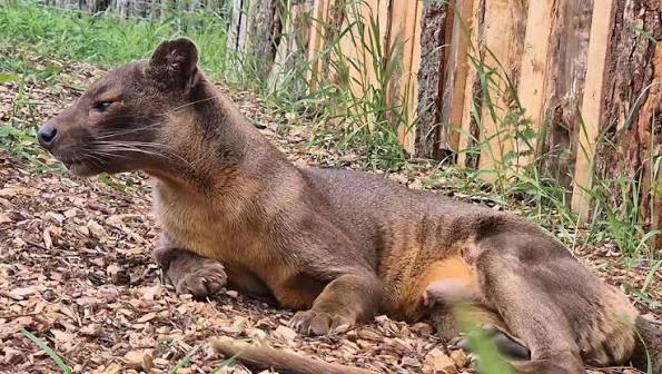Did You Know? 🔎, Fossas are cathemeral animals. This means they can be  active at any time, day or night. , Fossas have large eyes that allow more  light in, enhancing their night vision when hunting in ...