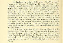 Image result for Photedes morrisii