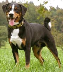 appenzeller sennenhunde dog breeds medium dog breeds entlebucher mountain dog