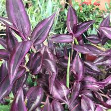 Image result for Tradescantia zebrina