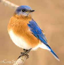 Eastern Bluebird Blue Bird Pretty Birds Pet Birds