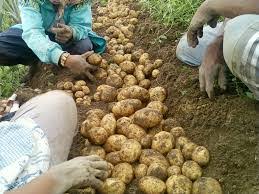 Cara tanam ketela ( ubi rambat ) dan jagung dalam karung. 6 Cara Menanam Kentang Dan Perawatannya Ilmubudidaya Com