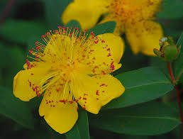 Image result for Humularia meyeri-johannis