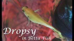 Betta fish love to swim around and explore their entire tank. Dropsy In Betta Fish Symptoms Prevention Life Expectancy More Youtube