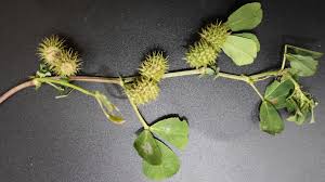 Image result for Medicago polymorpha