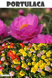Maybe you would like to learn more about one of these? Portulaca The Moss Rose Sunrose Or Purslane