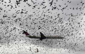 Click here read more → This Is What Happens When A Bird Strikes Your Plane Conde Nast Traveler