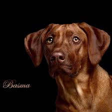 Its forebears can be traced to the ridged hunting and guarding dogs of the khoikhoi, which were crossed with european dogs by the early colonists of the cape colony of southern africa. Rhodesian Ridgeback Kennel Amber Of The Lion Home Facebook