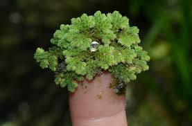 Image result for Azolla pinnata