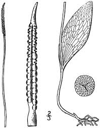 Image result for Ophioglossum vulgatum