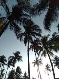 Pemandangan sawah, tanaman padi hijau, pohon kelapa, dan gunung peta buta pulau jawa koin uang kuno logam 5 rupiah tahun emisi 1970 ini berlaku selama 32 tahun Kampung Rando Pemandangan Pohon Kelapa