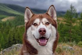 Factors like extra food requirements, medical care, and training cost play a vital role in bringing the cost up or down. Red Husky Everything You Should Know About The Red Siberian Husky All Things Dogs All Things Dogs