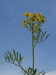 Image result for Ruta graveolens