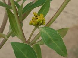 Image result for Flaveria bidentis