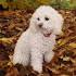 Miniature Poodle Puppies for Sale | Lancaster Puppies