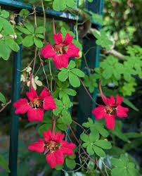 Image result for Tropaeolaceae