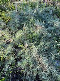 Image result for Asparagus minutiflorus