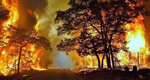 Kajian dan analisis kasus kejadian kebakaran hutan di indonesia: Delapan Daerah Di Indonesia Siaga Bencana Kebakaran Hutan Asiatoday Id