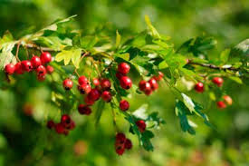 Weissdorn Green Red Pinterest Ketchup
