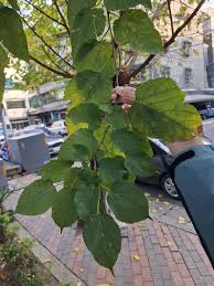 Image result for Morus indica