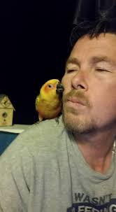 Lost conure near Proctor in Schenectady