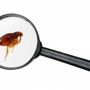 As edmonton's pest control solution, at pest101 inc. Pest Control Services In Edmonton Ab Yellowpages Ca
