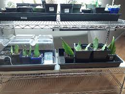 Cutting orchid roots is necessary in case of root problems, like rotting and dehydration. I Recently Planted These Orchid Cactus Cuttings Upside Down Aerial Roots Sprouted Out The Ends So They Have Somewhat Of A Head Start How Frequently And How Much Do I Need To