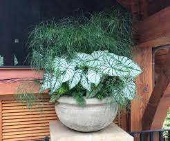 Cullman heart & urgent care. Plant Nursery In Holly Pond Cullman Al Gibbs Garden Center