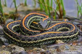 Plains Garter Snake Turtle Reptile Snake Pet Snake