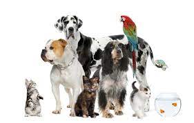 Pal acquired cedar plaza vet in june 2012 and expanded to martha lake vet, lynnwood in 2015. Capri Plaza Pet Clinic Reviews Facebook