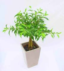 We did not find results for: Cachepot How To Double Pot And Display Plants Without Repotting