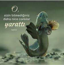 Hedef 2023 Adli Kullanicinin Ayet Panosundaki Pin 2020 Otlar Guzel Soz Ilham Verici Sozler