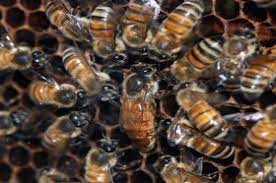A winter cluster is much like a huddle you may have seen at a football game — except it lasts all winter! What Do Bees Do In Winter Wonderopolis