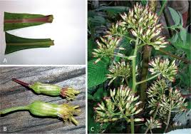 Image result for Solanecio