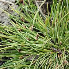 Image result for Isolepis setacea