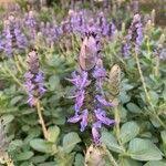 Image result for Coleus neochilus