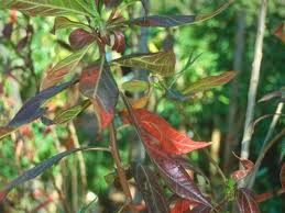 Image result for Heterotis canescens