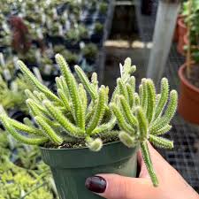 Image result for Rhipsalis baccifera