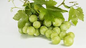 Agar bayi tetap aman mengonsumsi anggur, mama disarankan untuk memberikan buah satu ini saat usia bayi sudah menginjak usia 8 bulan atau lebih. 5 Jenis Tanaman Toga Dan Manfaatnya Untuk Kesehatan