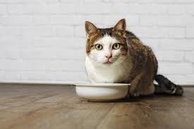 It's simple to prepare and very easy to add all the necessary. The 25 Best Senior Cat Food For Older Cats Of 2020 Cat Life Today