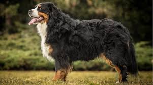 You can find almost any breed you want. Bernese Mountain Dog Shedding How Much Do They Shed