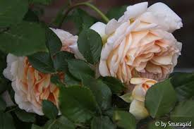 Forum Garten Pur De Galeriebild Unbenannt Garten Pur Strauchrose Garten