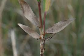 Image result for Dichapetalum deflexum