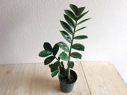 1+ vectors, stock photos & psd files. Pin On Hang On To Your Plants