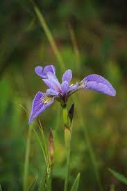 Pin On Irises